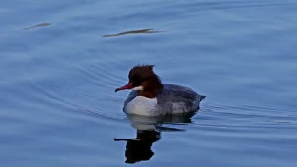 Merganser Goosander Mergus Merganser Berenang Danau Kleinhesseloher Taman Inggris Munich — Stok Video