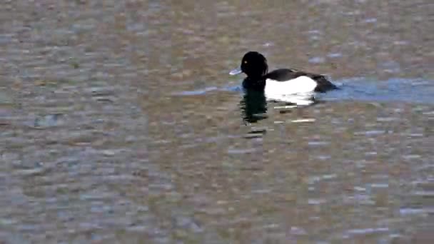 Bebek Tufted Aythya Fuligula Bebek Menyelam Kecil Berenang Danau Kleinhesseloher — Stok Video