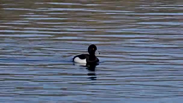 Fulica Atra Una Especie Ave Paseriforme Familia Rallidae Orden Los — Vídeos de Stock