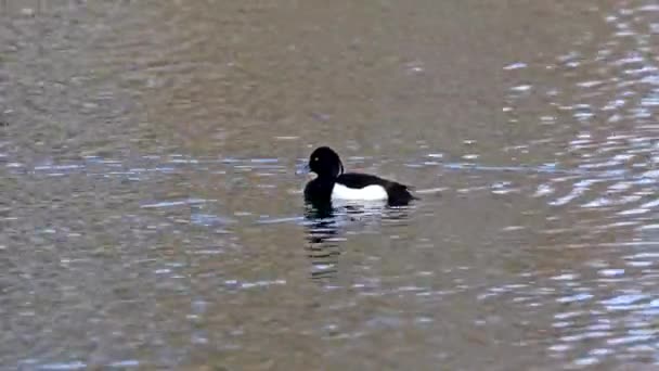 Bebek Tufted Aythya Fuligula Bebek Menyelam Kecil Berenang Danau Kleinhesseloher — Stok Video