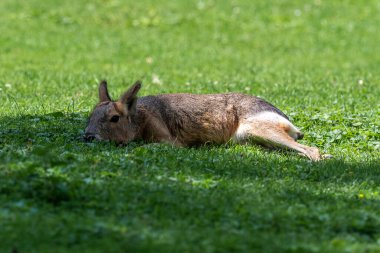 Patagonya Mara 'sı, Dolikotis patagonum. Gine domuzlarının bu büyük akrabaları Arjantin 'in Patagonya bozkırlarında yaygındır ama Paraguay gibi Güney Amerika' nın diğer bölgelerinde de yaşarlar..
