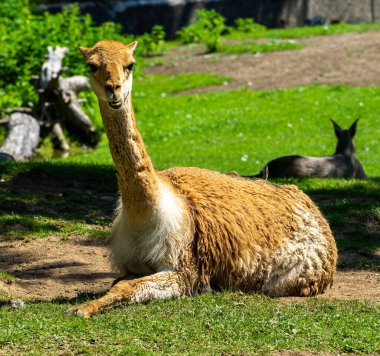 Vicunas, Vicugna Vicugna, And Dağları 'nın yüksek dağlık bölgelerinde yaşayan lama' nın akrabaları.
