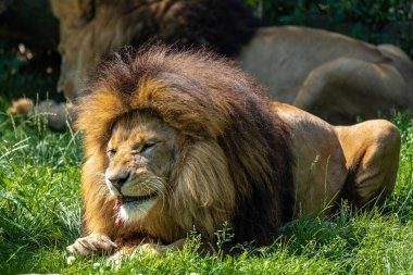 Aslan, Panthera leo, Panthera cinsindeki dört büyük kediden biridir ve Felidae familyasının bir üyesidir..