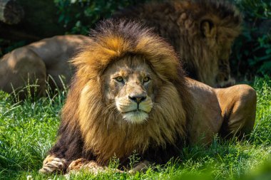 Aslan, Panthera leo, Panthera cinsindeki dört büyük kediden biridir ve Felidae familyasının bir üyesidir..