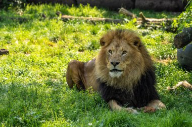 Aslan, Panthera leo, Panthera cinsindeki dört büyük kediden biridir ve Felidae familyasının bir üyesidir..