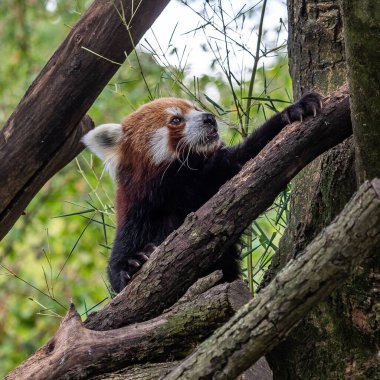 Kırmızı panda, Ailurus fulgens, daha küçük panda ve kırmızı kedi ayı olarak da bilinir..