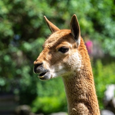 Vicunas, Vicugna Vicugna, And Dağları 'nın yüksek dağlık bölgelerinde yaşayan lama' nın akrabaları.