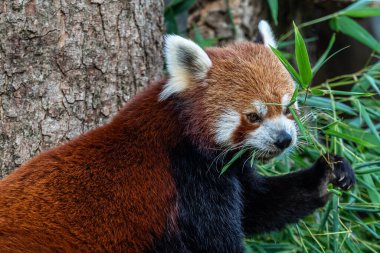Kırmızı panda, Ailurus fulgens, daha küçük panda ve kırmızı kedi ayı olarak da bilinir..