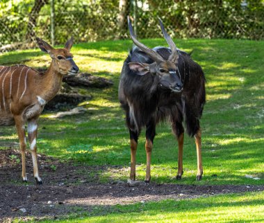 Nyala, Tragelaphus angasii Güney Afrika 'ya özgü spiral boynuzlu bir antiloptur. Bovidae familyasından ve Nyala familyasından, Tragelaphus familyasından bir türdür..