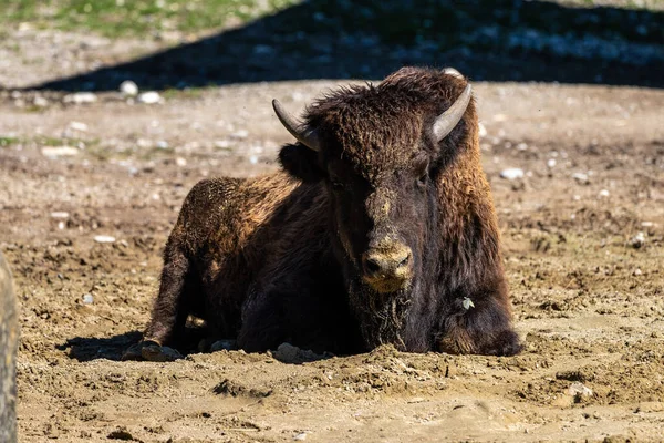 The American bison or simply bison, also commonly known as the American buffalo or simply buffalo, is a North American species of bison that once roamed North America in vast herds.