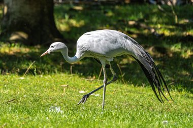 Grus paradisea, Güney Afrika 'ya özgü nesli tükenmekte olan bir kuş türü. Güney Afrika 'nın ulusal kuşudur.