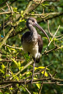 Parlak aynak, Plegadis falcinellus, Threskiornithidae familyasından bir kuş türü..