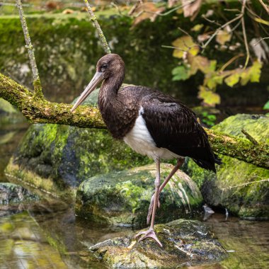 Kara leylek, Ciconia nigra leylek familyasından büyük bir kuş türü..