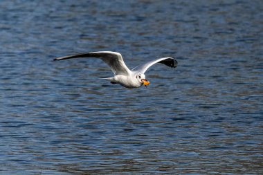 Larus Argentatus, Avrupa 'nın batısındaki tüm martılar arasında en çok bilinen martılardan biri olan büyük bir martıdır. Burada havada uçuyor..