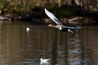 Anser anser, Anatidae familyasından Anatidae familyasından bir kaz türü. Burada havada uçuyor..