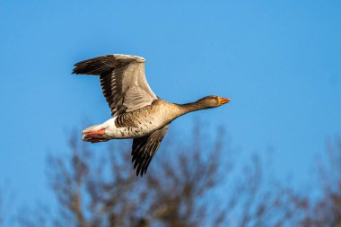 Anser anser, Anatidae familyasından Anatidae familyasından bir kaz türü. Burada havada uçuyor..