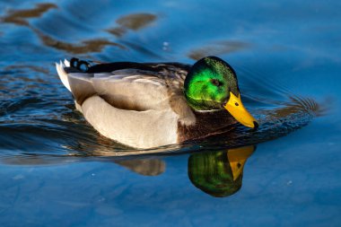 Yaban ördeği, Anas Platyrhynchos bir amatör ördektir. Burada bir gölde yüzüyorum.
