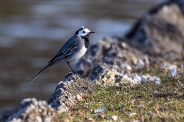 Motacilla alba, Motacillidae familyasından bir kuş türü. Almanya 'nın Münih kentindeki İngiliz Bahçesinde görüldü.