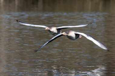 Anser anser, Anatidae familyasından Anatidae familyasından bir kaz türü. Burada havada uçuyor..