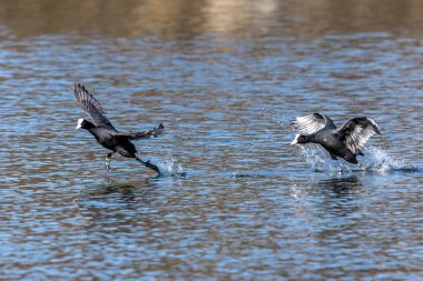 Avrasya yaban ördeği (