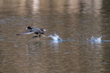 Avrasya yaban ördeği (