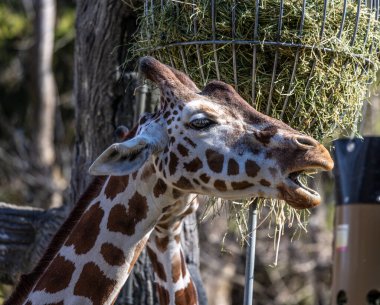 Zürafa, Giraffa camelopardalis, Afrika 'da yaşayan tek ayak parmaklı tek parmaklı, yaşayan en uzun canlı hayvan türüdür..