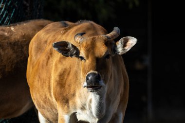 Banteng, Bos javanicus ya da Red Bull vahşi bir sığır türüdür ama sığır ve bizondan farklı olan temel özellikler vardır: hem erkek hem de dişilerde beyaz bant tabanı..