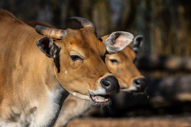 Banteng, Bos javanicus ya da Red Bull vahşi bir sığır türüdür ama sığır ve bizondan farklı olan temel özellikler vardır: hem erkek hem de dişilerde beyaz bant tabanı..
