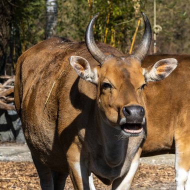 Banteng, Bos javanicus ya da Red Bull vahşi bir sığır türüdür ama sığır ve bizondan farklı olan temel özellikler vardır: hem erkek hem de dişilerde beyaz bant tabanı..