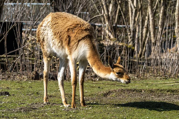 Vicunas Vicugna Vicugna Relatives Llama Which Live High Alpine Areas Stock Photo