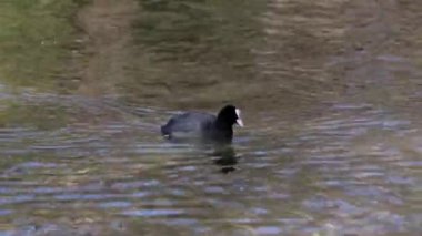 Avrasya yaban ördeği (