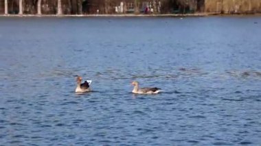 Anser anser, Anatidae familyasından Anatidae familyasından bir kaz türü. Burada havada uçuyor..