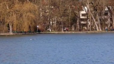 Anser anser, Anatidae familyasından Anatidae familyasından bir kaz türü. Burada havada uçuyor..