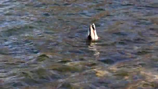 Die Stockente Oder Wildente Anas Platyrhynchos Ist Eine Stampfende Ente — Stockvideo