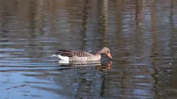 Greylag Goose Anser Anser Species Large Goose Waterfowl Family Anatidae — Stock Video