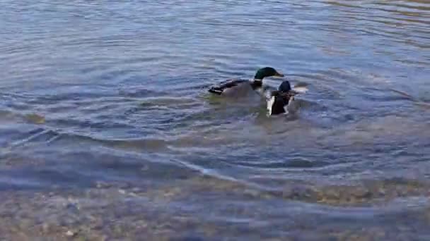 Canard Colvert Canard Sauvage Anas Platyrhynchos Est Canard Barboteur Qui — Video