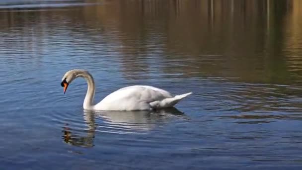 Cygnus Olor Una Especie Cisne Familia Anatidae Aquí Nadando Lago — Vídeo de stock