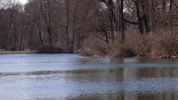 Anser Anser Anatidae Familyasından Anatidae Familyasından Bir Kaz Türü Burada — Stok video