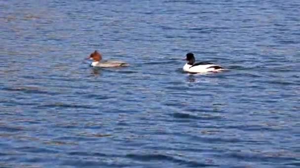 Merganser Comum Goosander Mergus Merganser Nadando Lago Kleinhesseloher Jardim Inglês — Vídeo de Stock