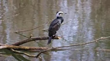 Kuzey yarımküre boyunca büyük siyah karabatak olarak bilinen büyük karabatak, Avustralya 'daki siyah karabatak ve Yeni Zelanda' nın daha güneyindeki siyah karabatak