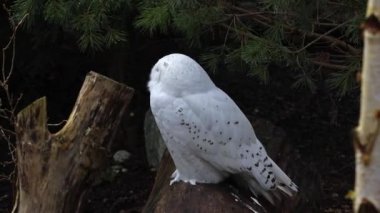 Karlı baykuş, Bubo skandiacus, Strigidae ailesinin kuşu. Sarı gözlü.