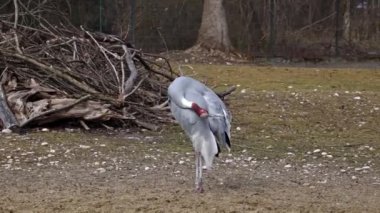 Sarus vinci, Grus antigone Hindistan 'ın Güneydoğu Asya ve Avustralya' nın bazı bölgelerinde bulunan büyük bir göçmen olmayan turnadır..