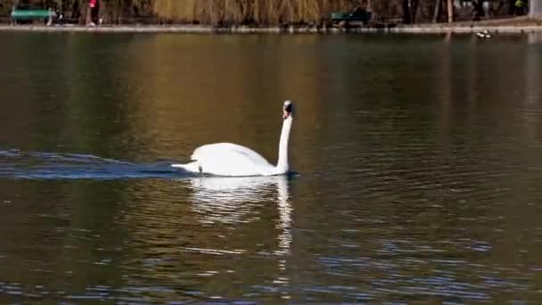 Mute Swan Cygnus Olor 백조의 일종이며 Anatidae 일종이다 호수에서 헤엄치고 — 비디오