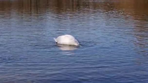 Mute Swan Cygnus Olor Adalah Spesies Angsa Dan Anggota Famili — Stok Video