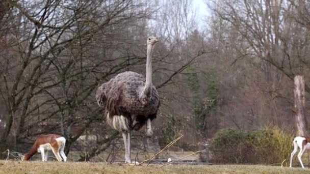 Den Vanliga Strutsen Struthio Camelus Eller Helt Enkelt Strutsen Art — Stockvideo