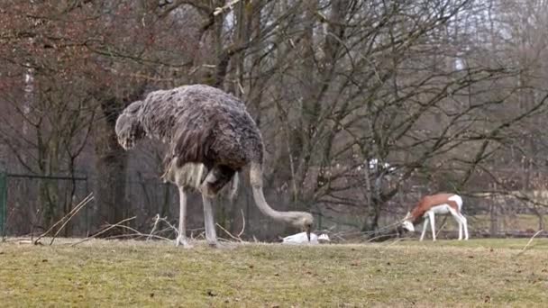 Страус Struthio Camelus Або Просто Страус Вид Великих Нелітаючих Птахів — стокове відео