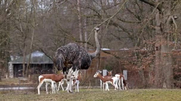 Страус Struthio Camelus Або Просто Страус Вид Великих Нелітаючих Птахів — стокове відео