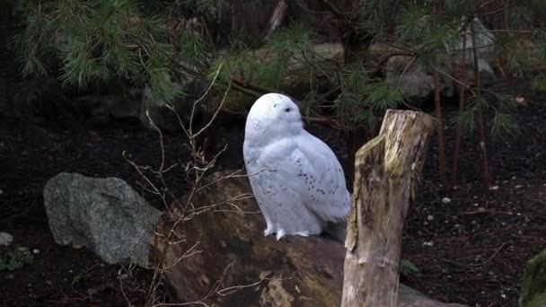 Sneeuwuil Bubo Scandiacus Vogel Uit Familie Strigidae Met Een Geel — Stockvideo