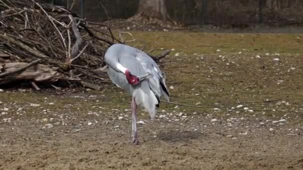 Der Saruskranich Grus Antigone Ist Ein Großer Nicht Wandernder Kranich — Stockvideo