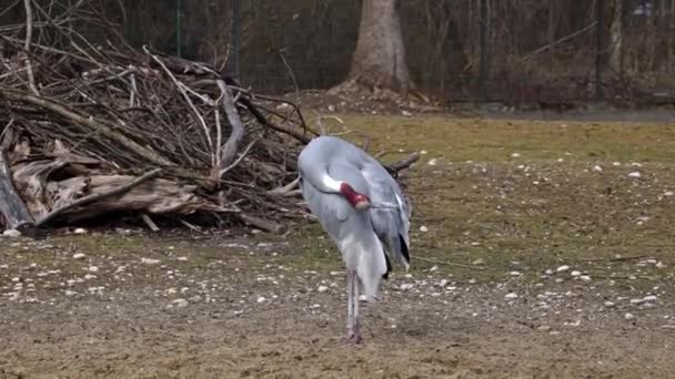 Sarus Crane Grus Antigone Large Non Migratory Crane Found Parts — Stock Video